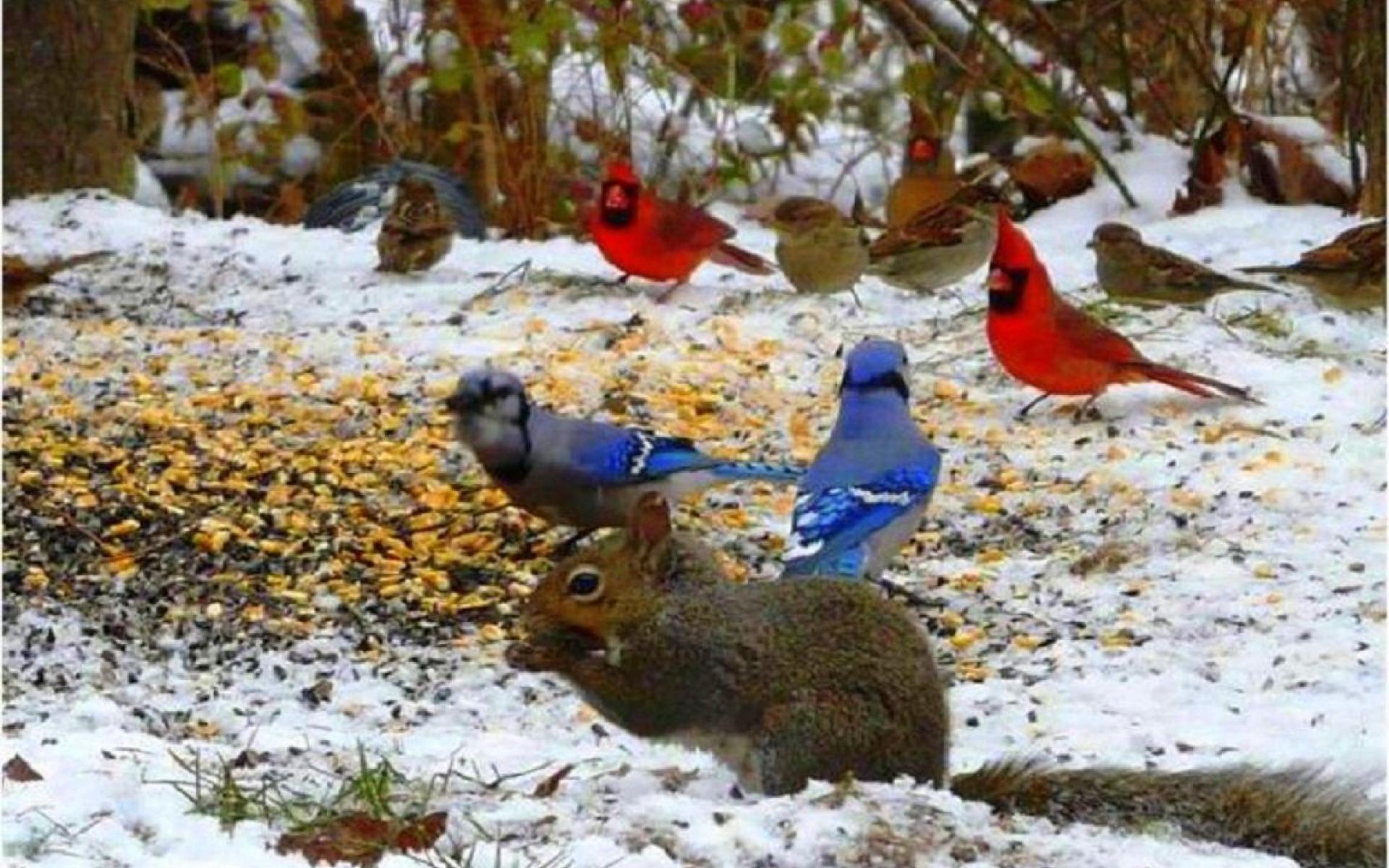 1920x1200 Free download birds in winter wallpaper 76665 HQ Desktop Wallpaper [1920x1200] for your Desktop, Mobile & Tablet. Explore Widescreen Winter Bird Wallpaper. Winter Wallpaper For Computer, Widescreen Winter Wallpaper