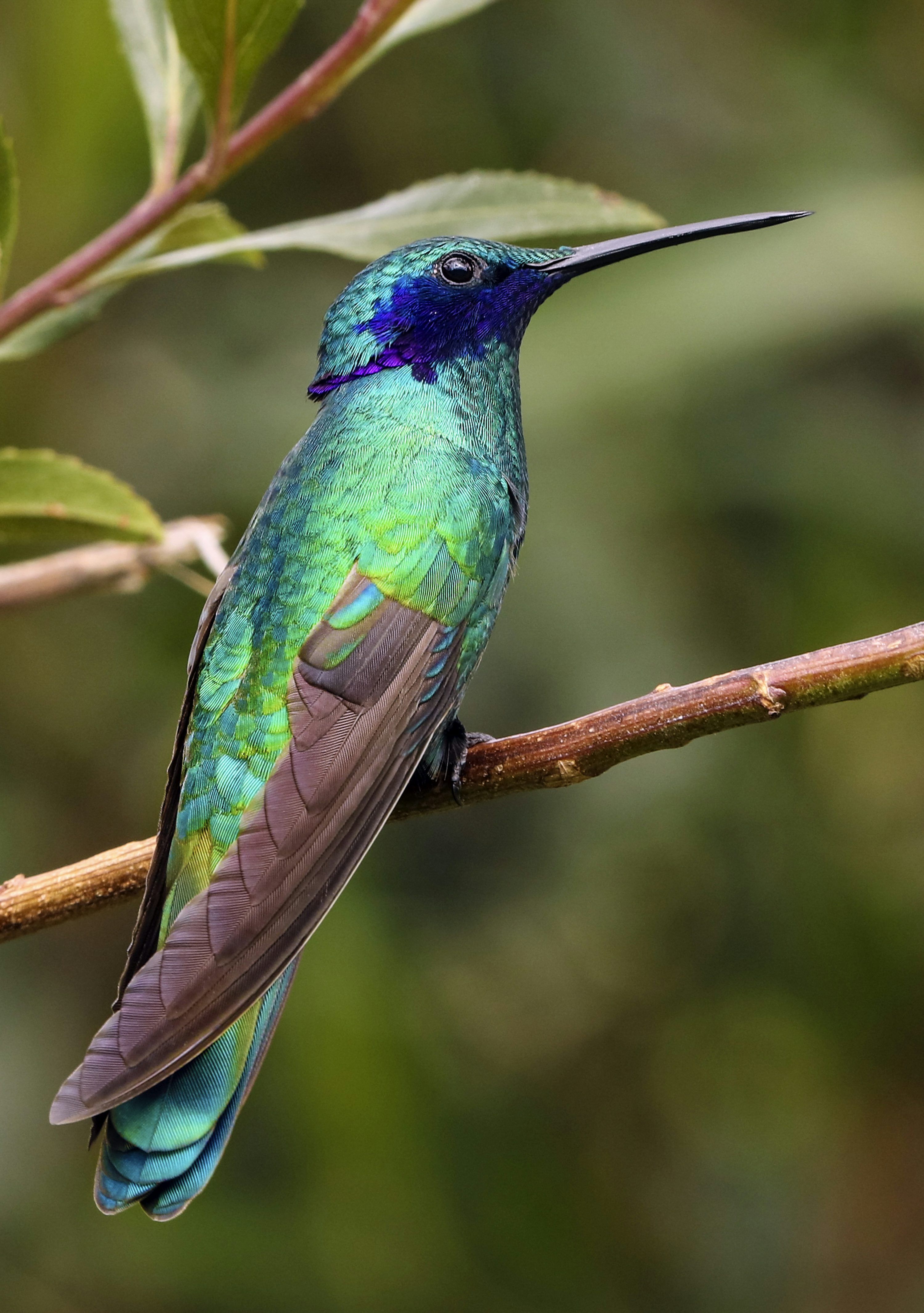 3000x4263 Colibri Picture. Download Free Image