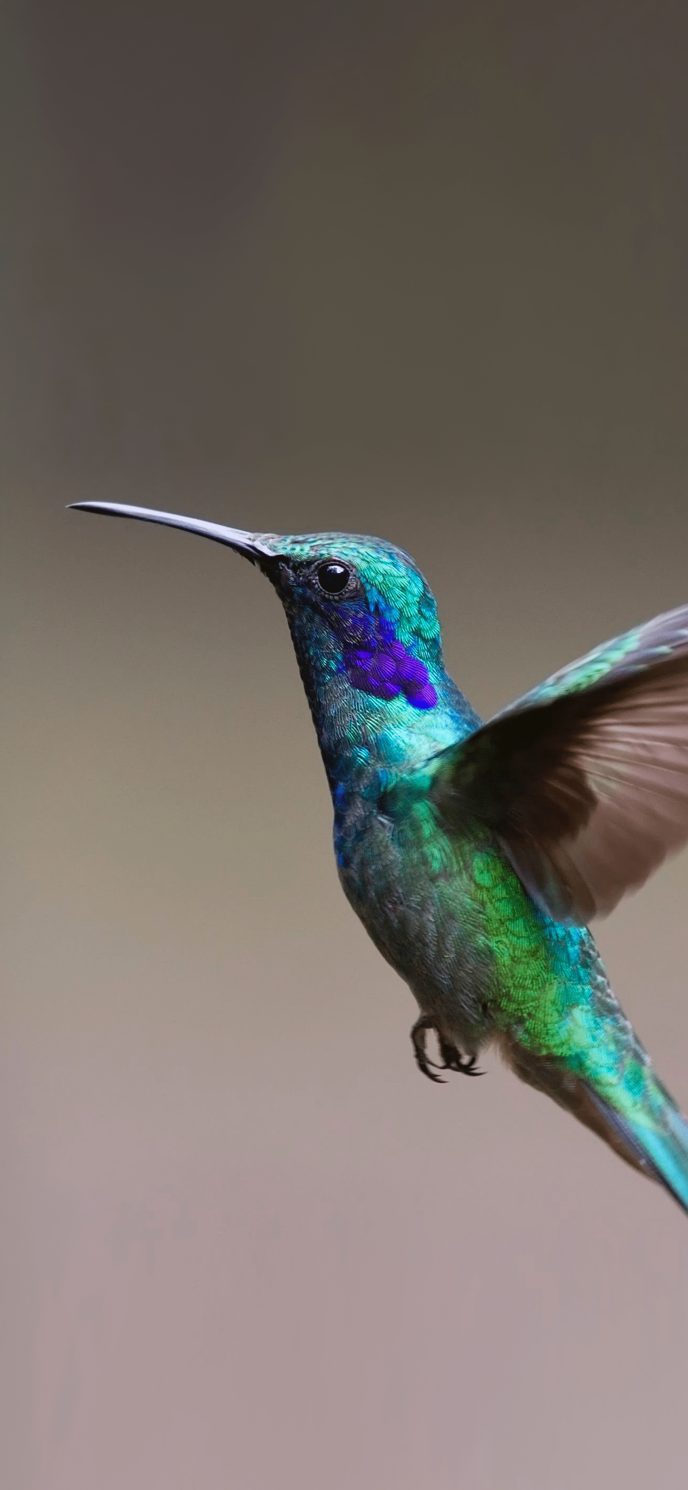 1420x3073 Colibrì