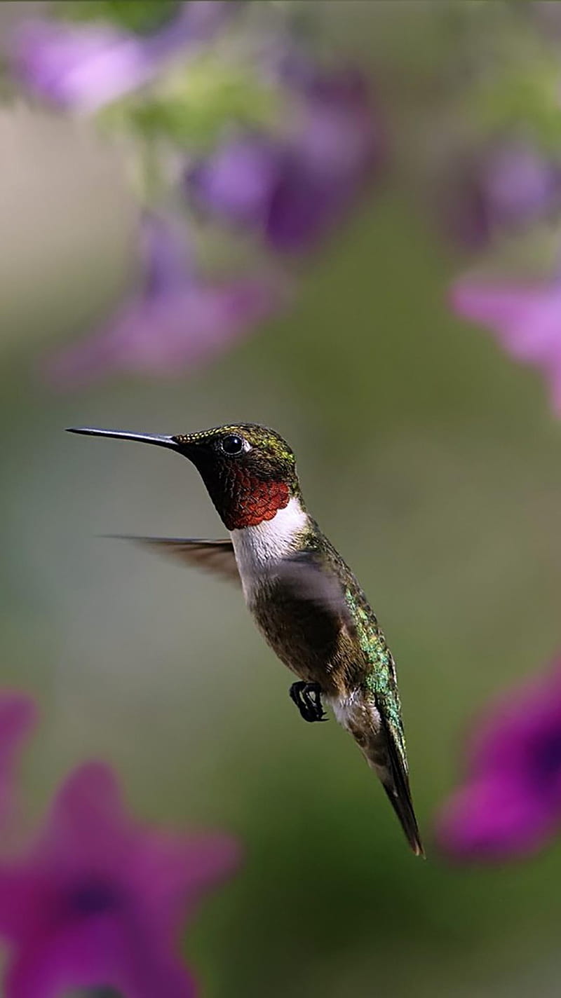 800x1424 Colibri, birds, flying, HD phone wallpaper