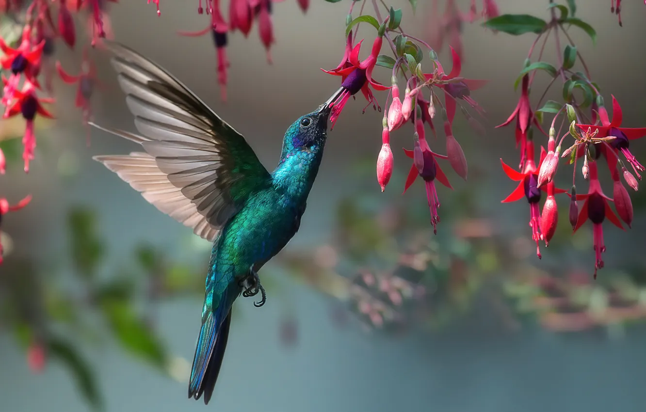1332x850 Free nature, bird 4K wallpaper for desktop and phone