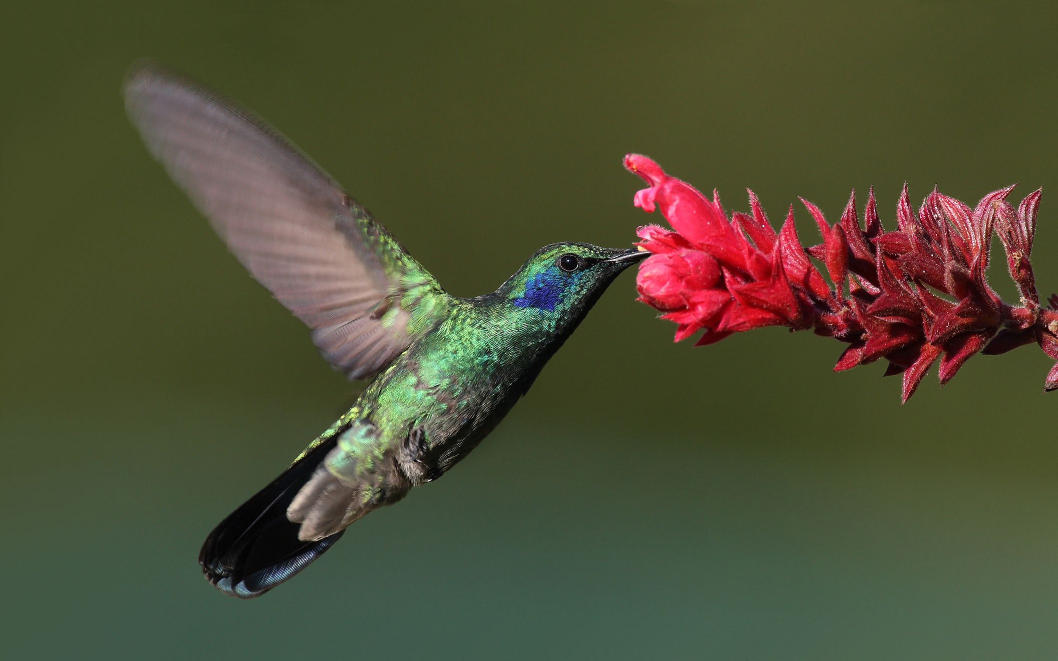 2112x1320 Colibri Thalassinus 001