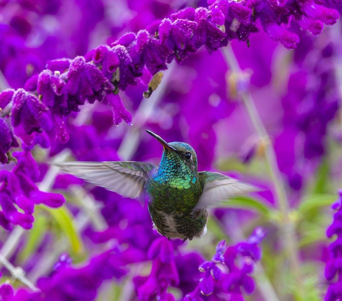 1200x1054 Anin kolibri x širokokljuni kolibri (hibrid)