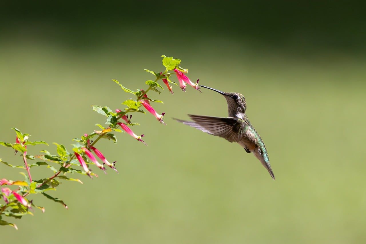 1280x853 Free Roter Kolibri & Hummingbird Photo
