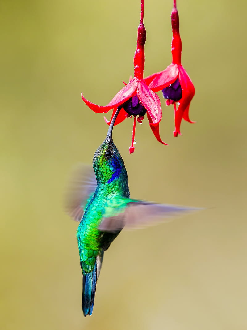 800x1067 Hummingbird, bird, wings, bright, fuchsia, flowers, HD phone wallpaper