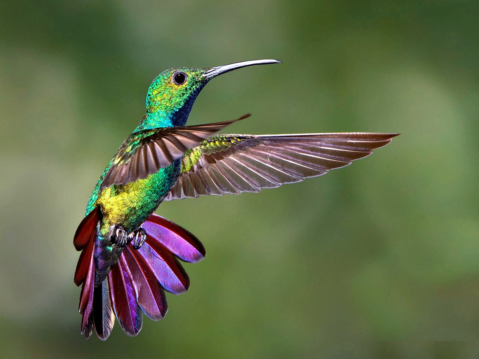 1600x1200 Iridescent Hummingbird