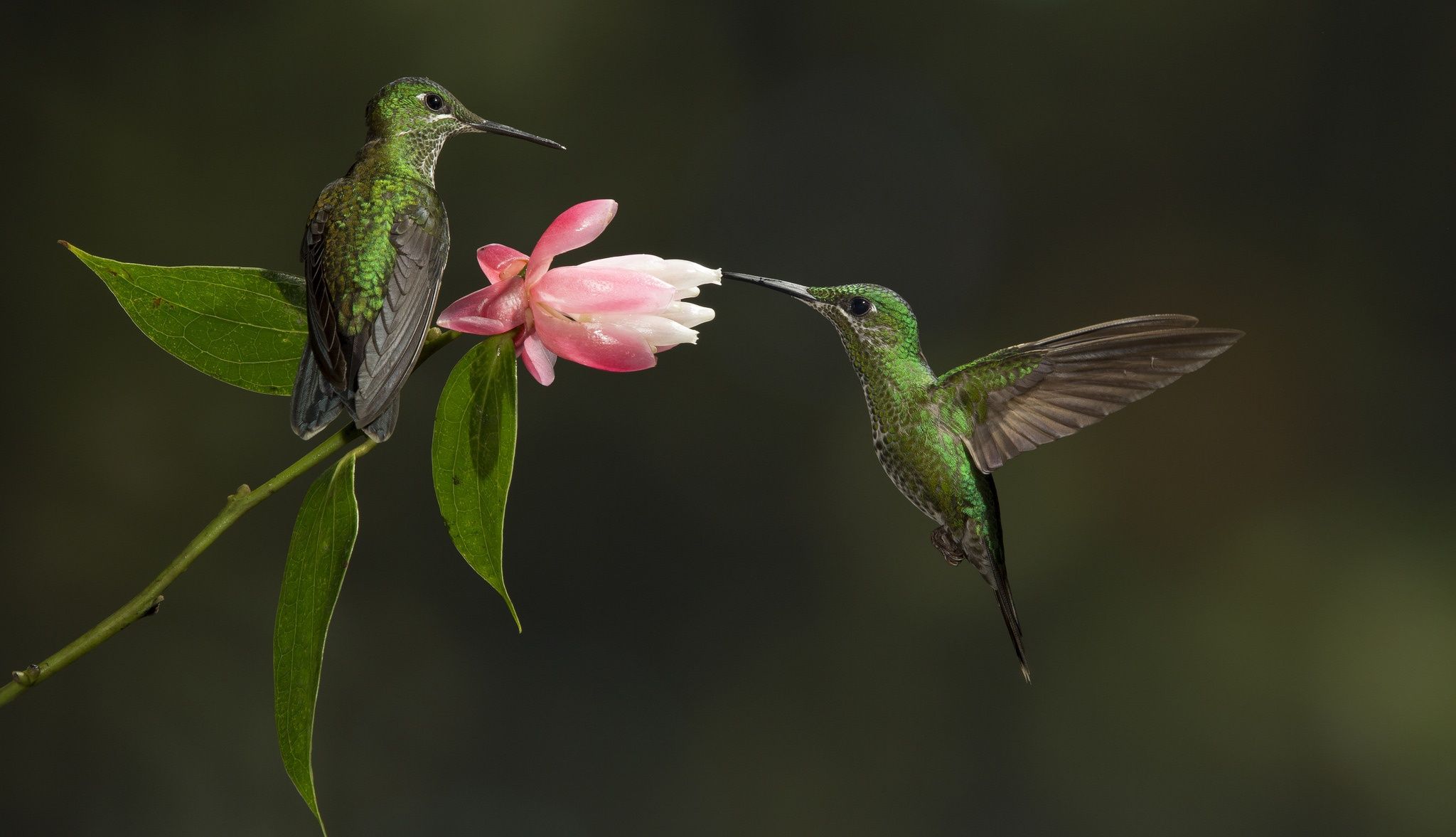 2048x1177 Free flowers, bird 2K wallpaper for desktop and phone
