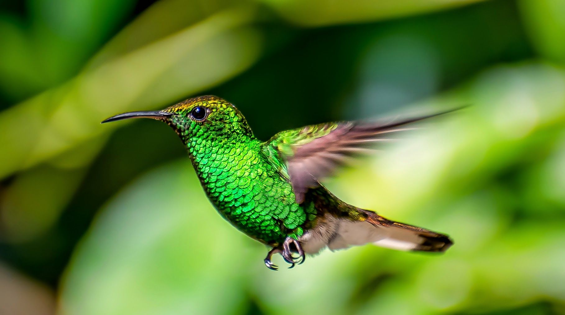 1817x1014 Vibrant Hummingbird in Flight