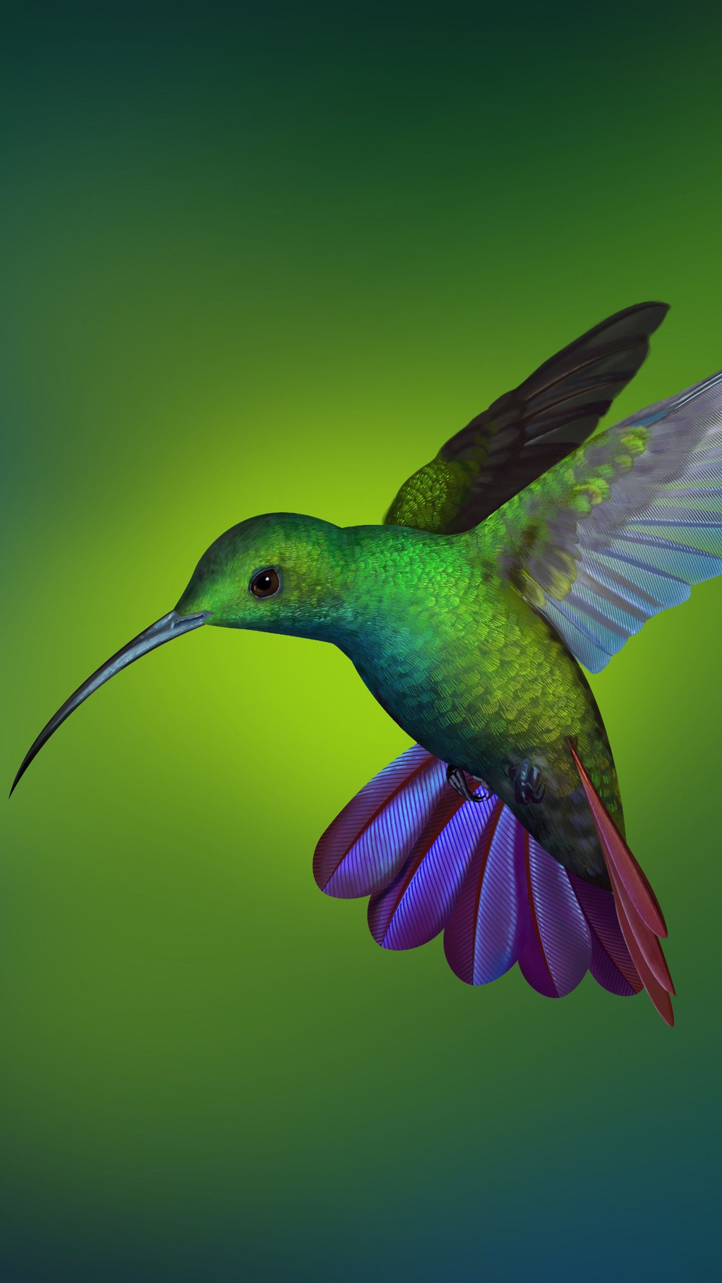 1440x2560 Hummingbird 4K Wallpaper