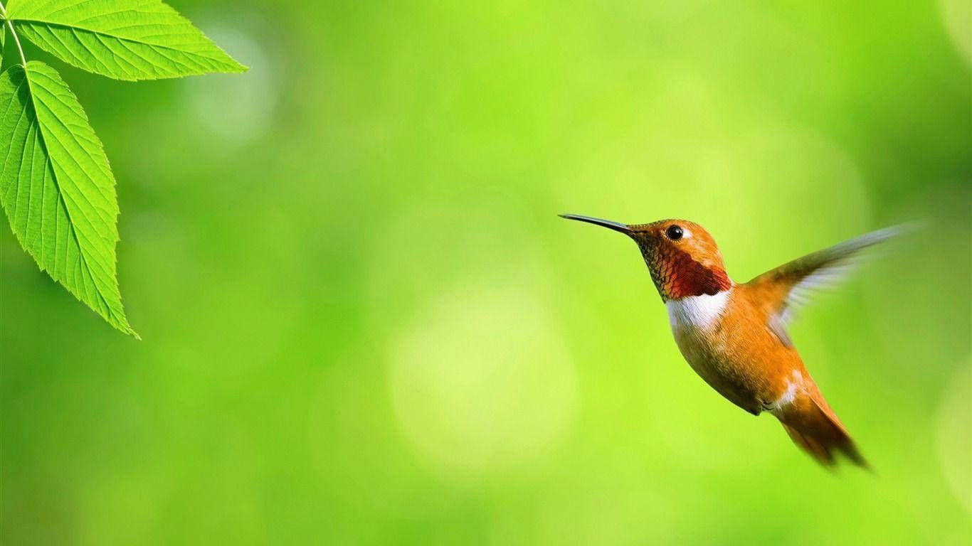 1366x768 Download Brown Hummingbird Flying Cute Computer Wallpaper