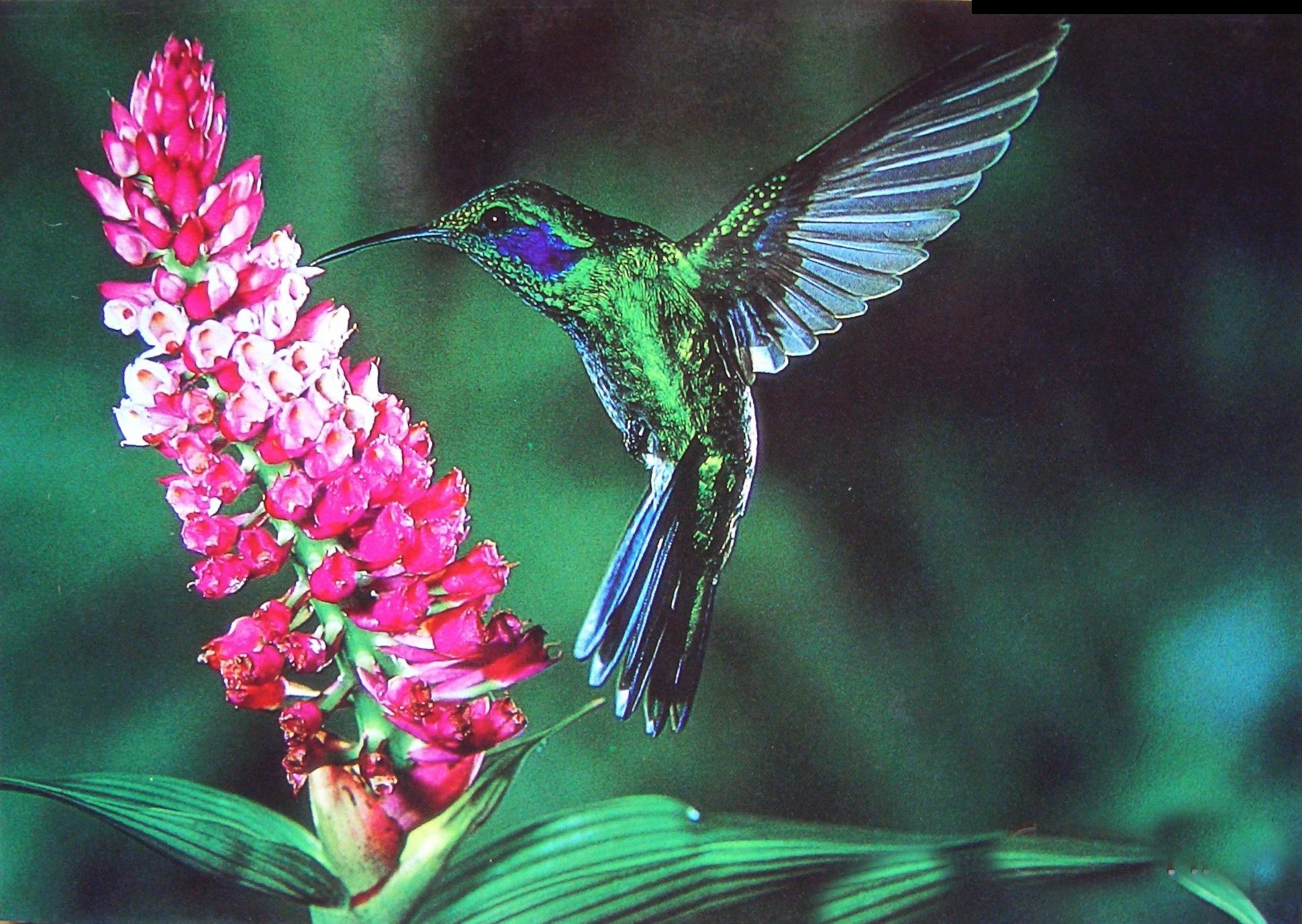 1940x1378 Desktop wallpaper: Hummingbird, Animal, Birds 4K free download for PC. 207676