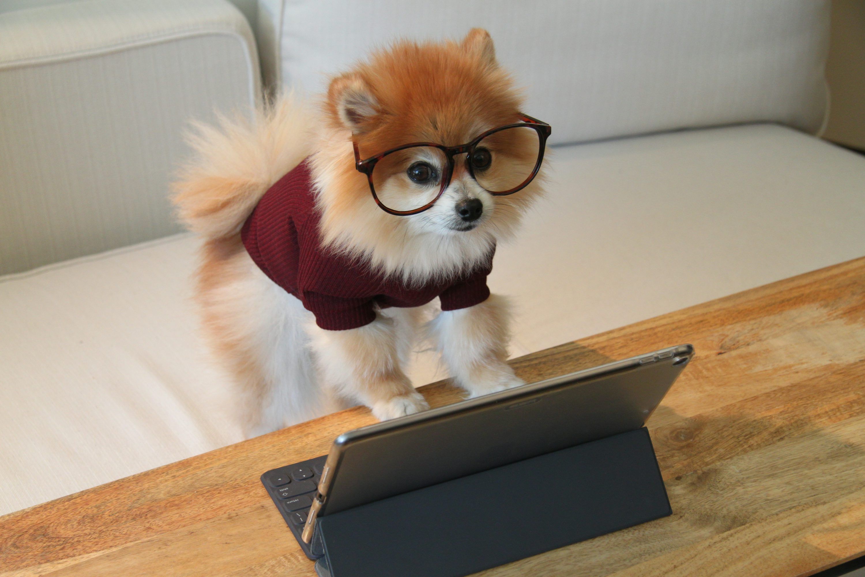 3000x2000 Dog Laptop Picture. Download Free Image