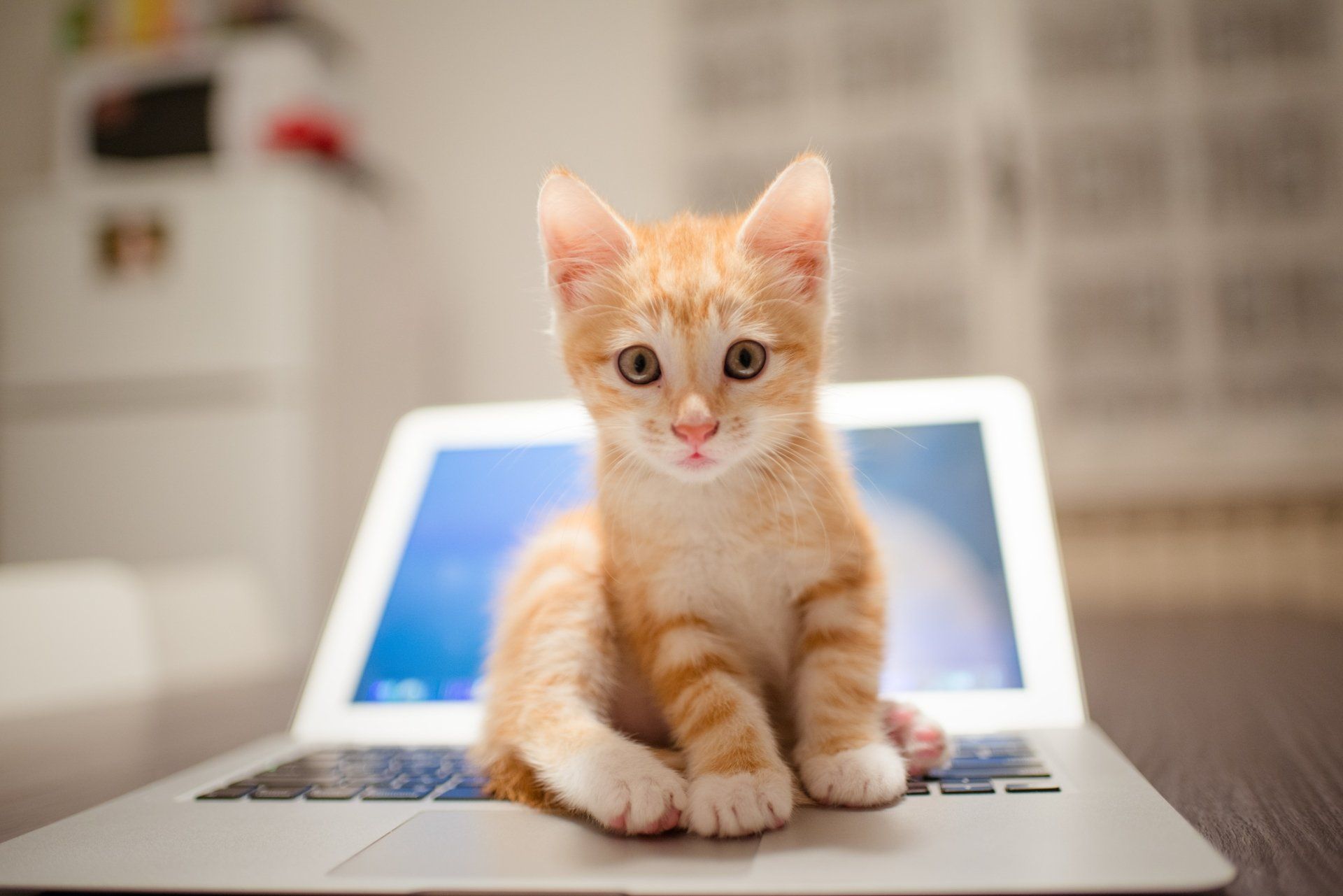 1920x1281 Kitten on Laptop Ultra HD Wallpaperx4912