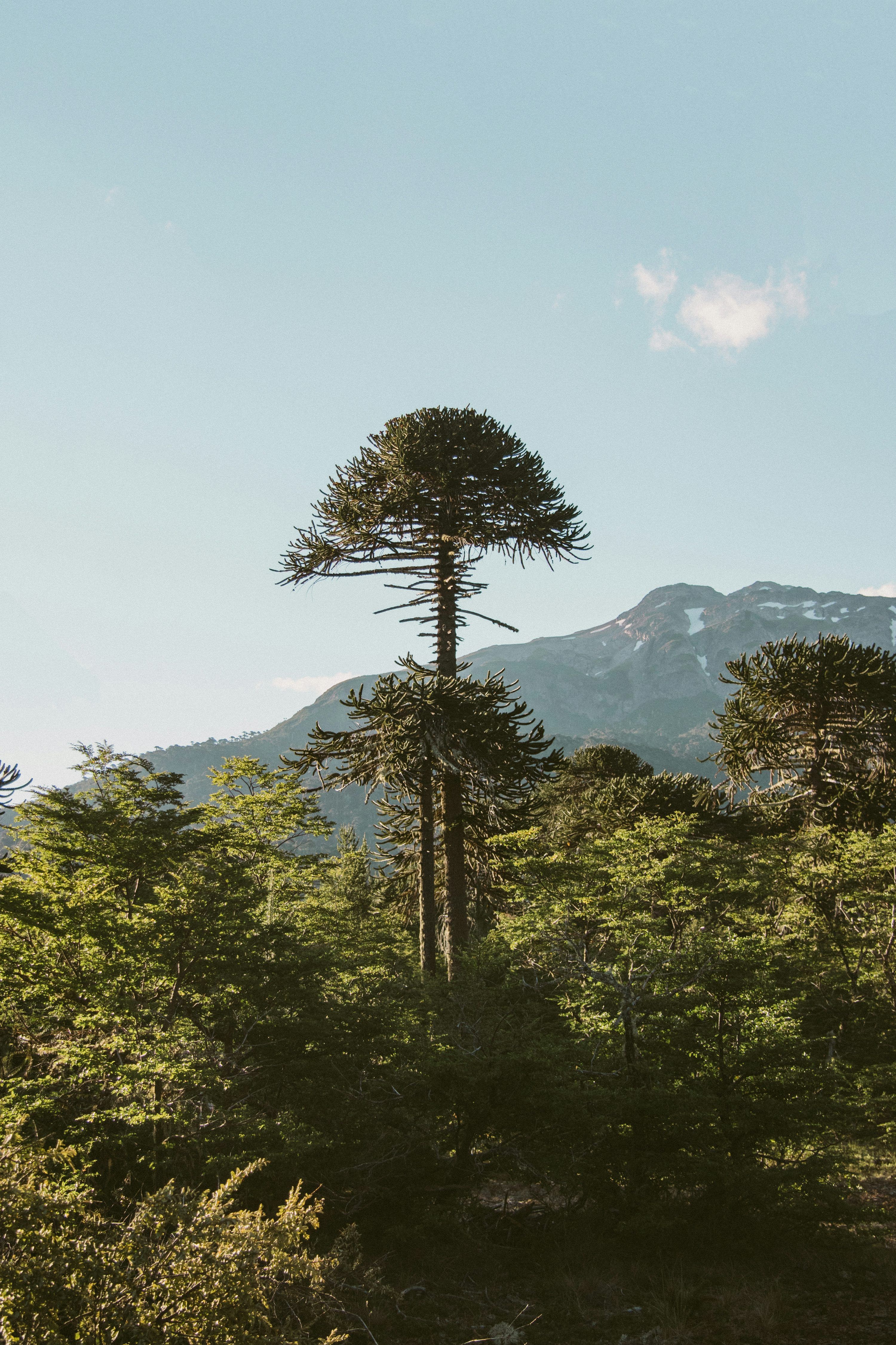 3000x4500 Araucaria Picture. Download Free Image
