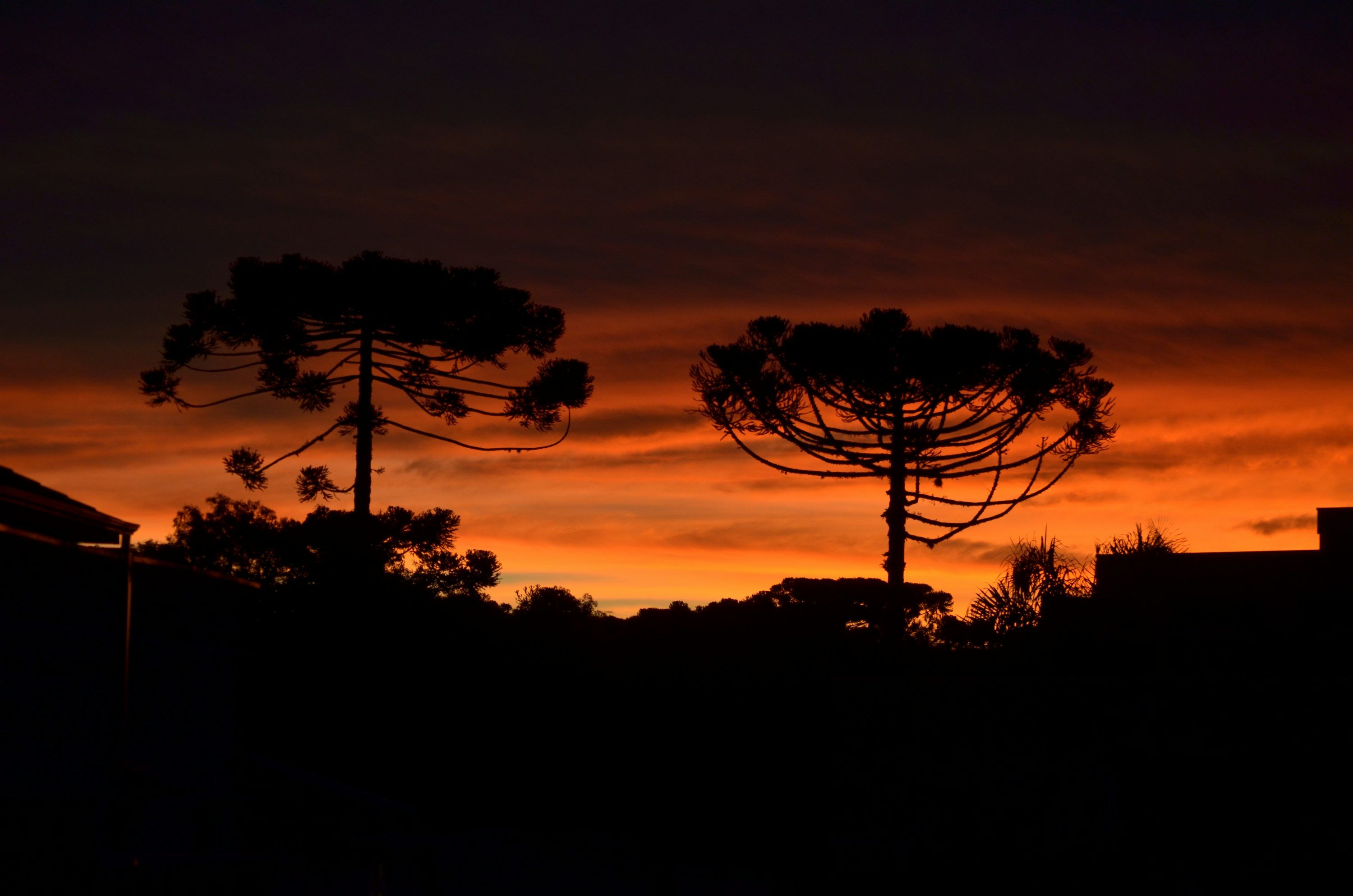 3000x1987 Araucaria Picture. Download Free Image