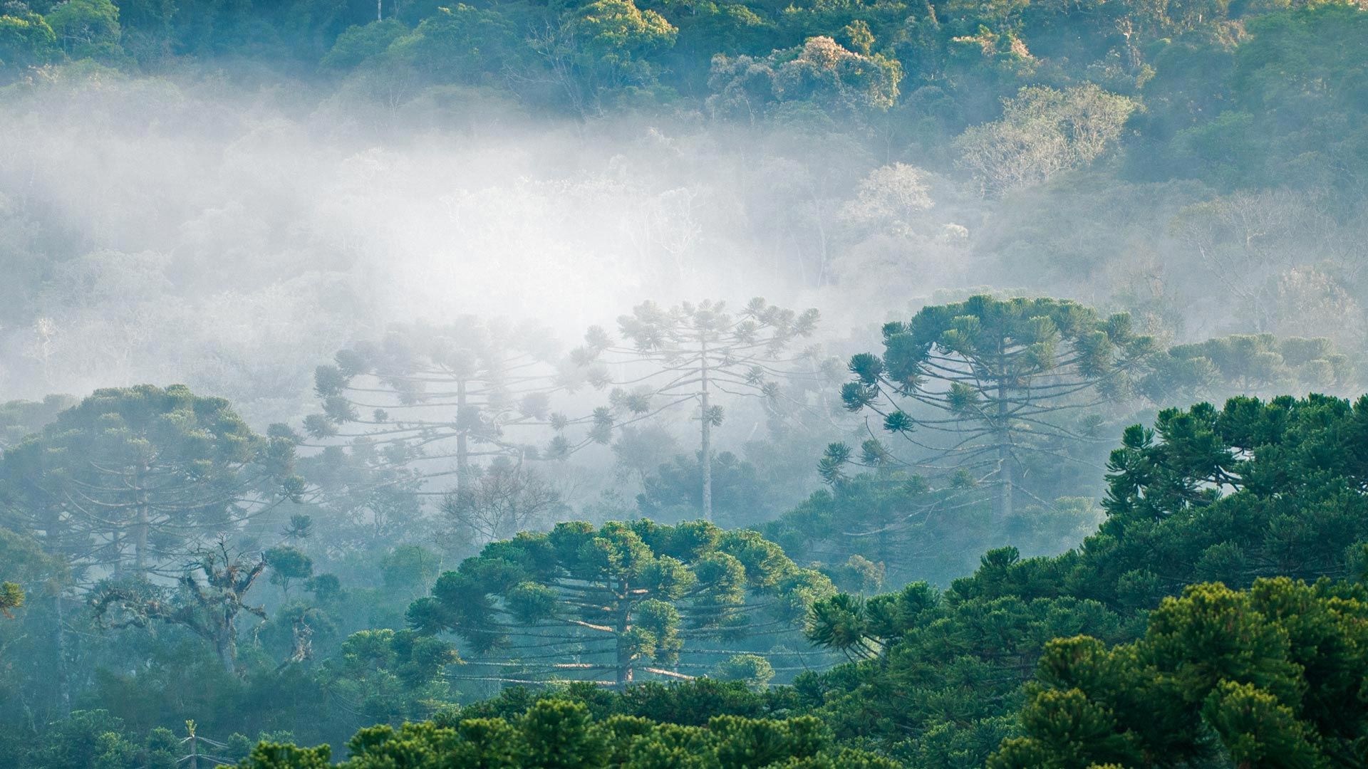 1920x1080 Free forest, clouds Full HD wallpaper for desktop and phone