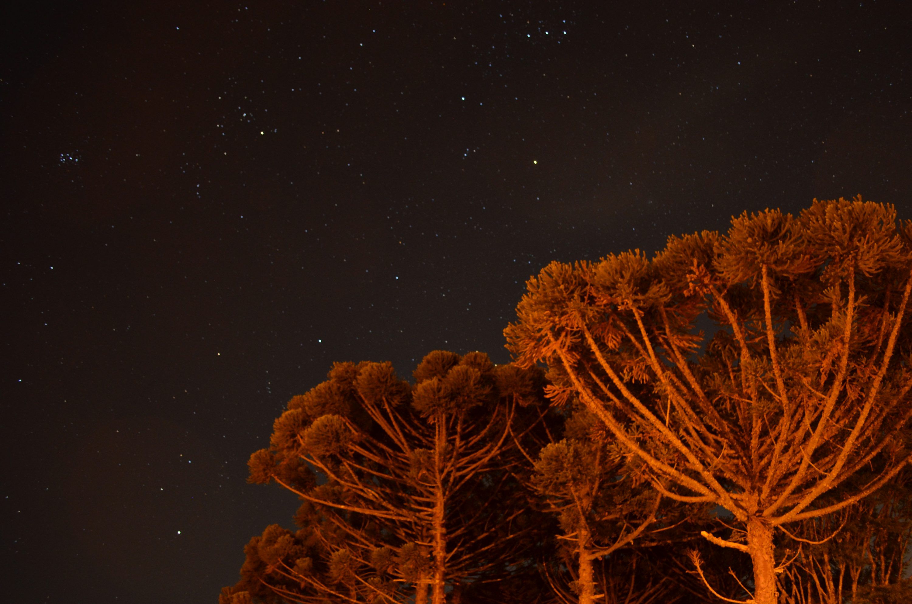 3000x1987 Araucaria Picture. Download Free Image
