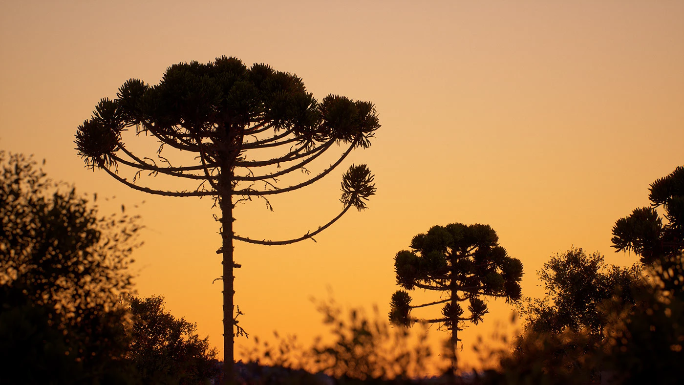 1400x788 Araucaria angustifolia - Behance