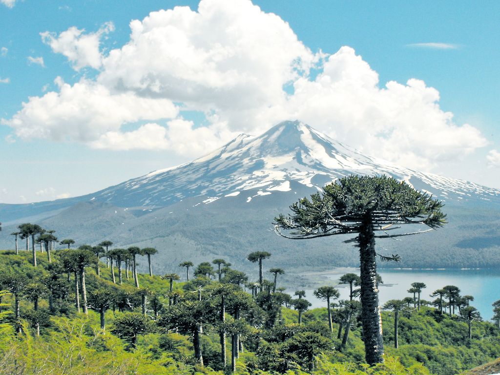 1024x768 Araucaria araucana Nacional Conguillío por lautaroj