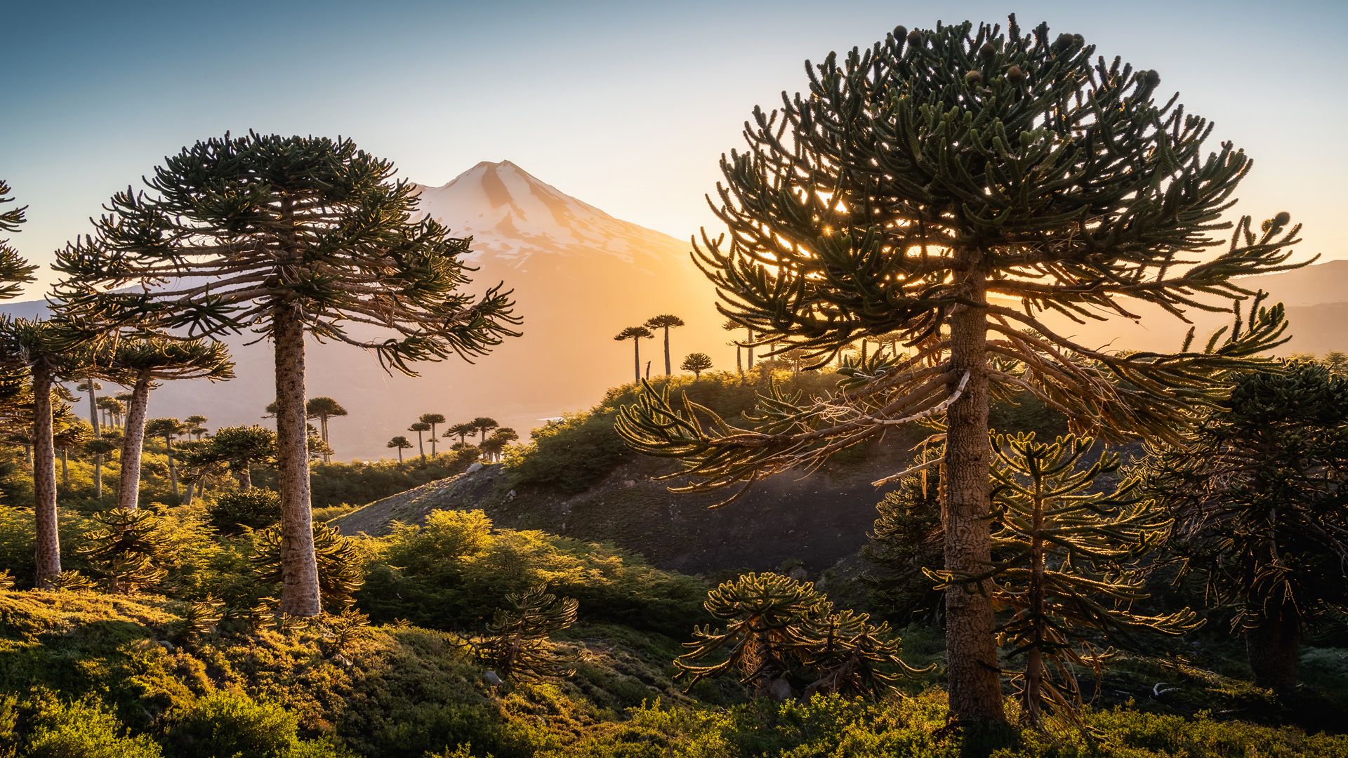 1920x1080 Llaima volcano and Monkey puzzle trees (Araucaria araucana), Conguillio National Park, Chile. Windows Spotlight Image
