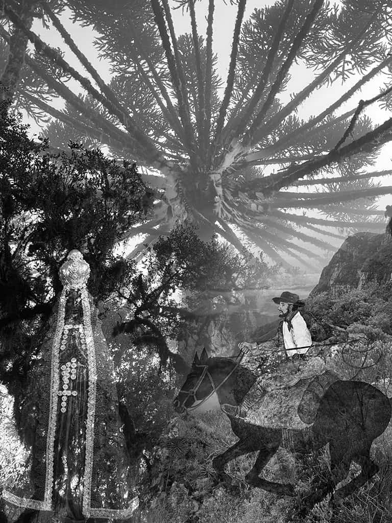 768x1024 araucaria tree
