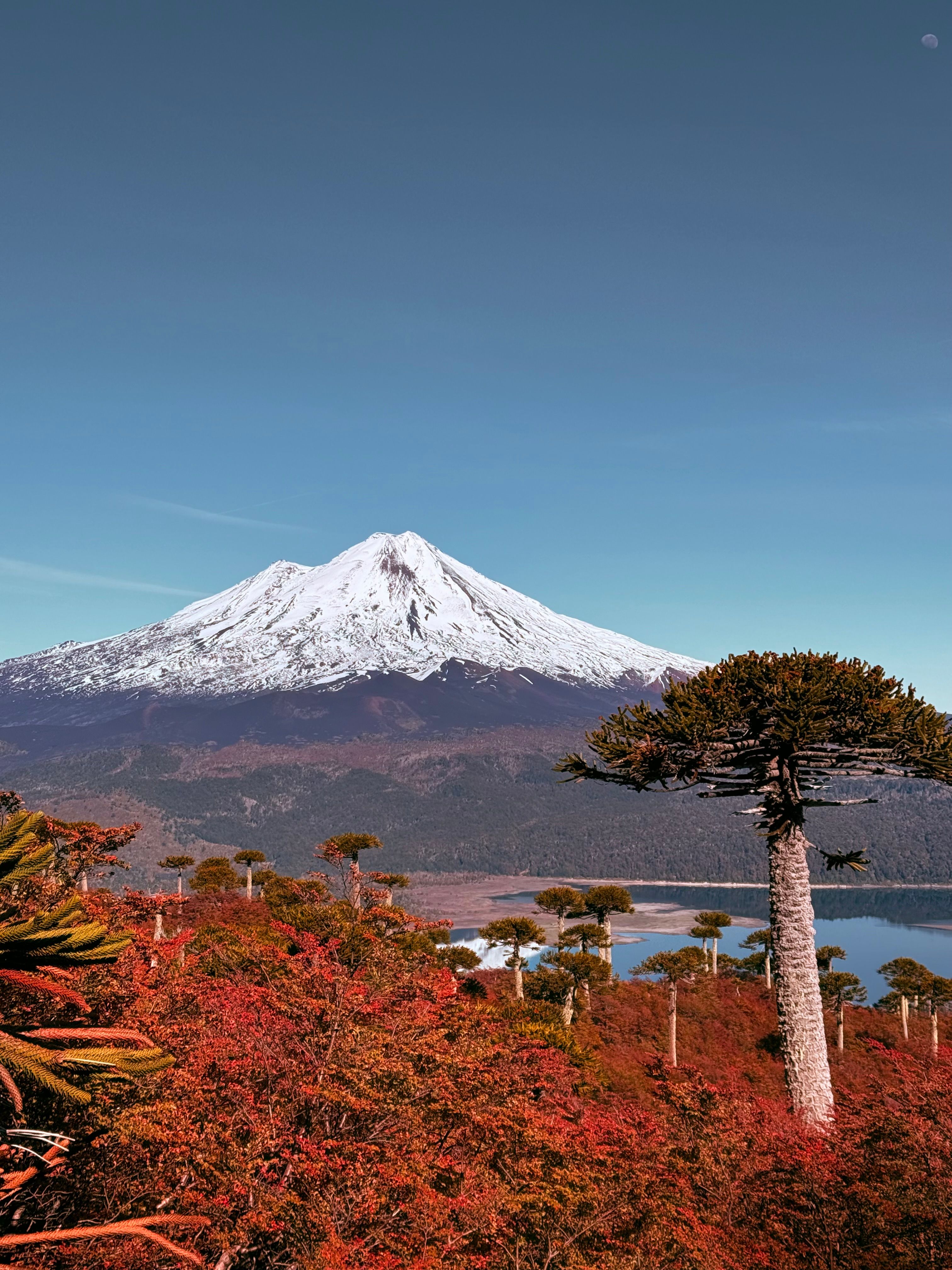 3024x4032 Araucania Photo, Download The BEST Free Araucania & HD Image