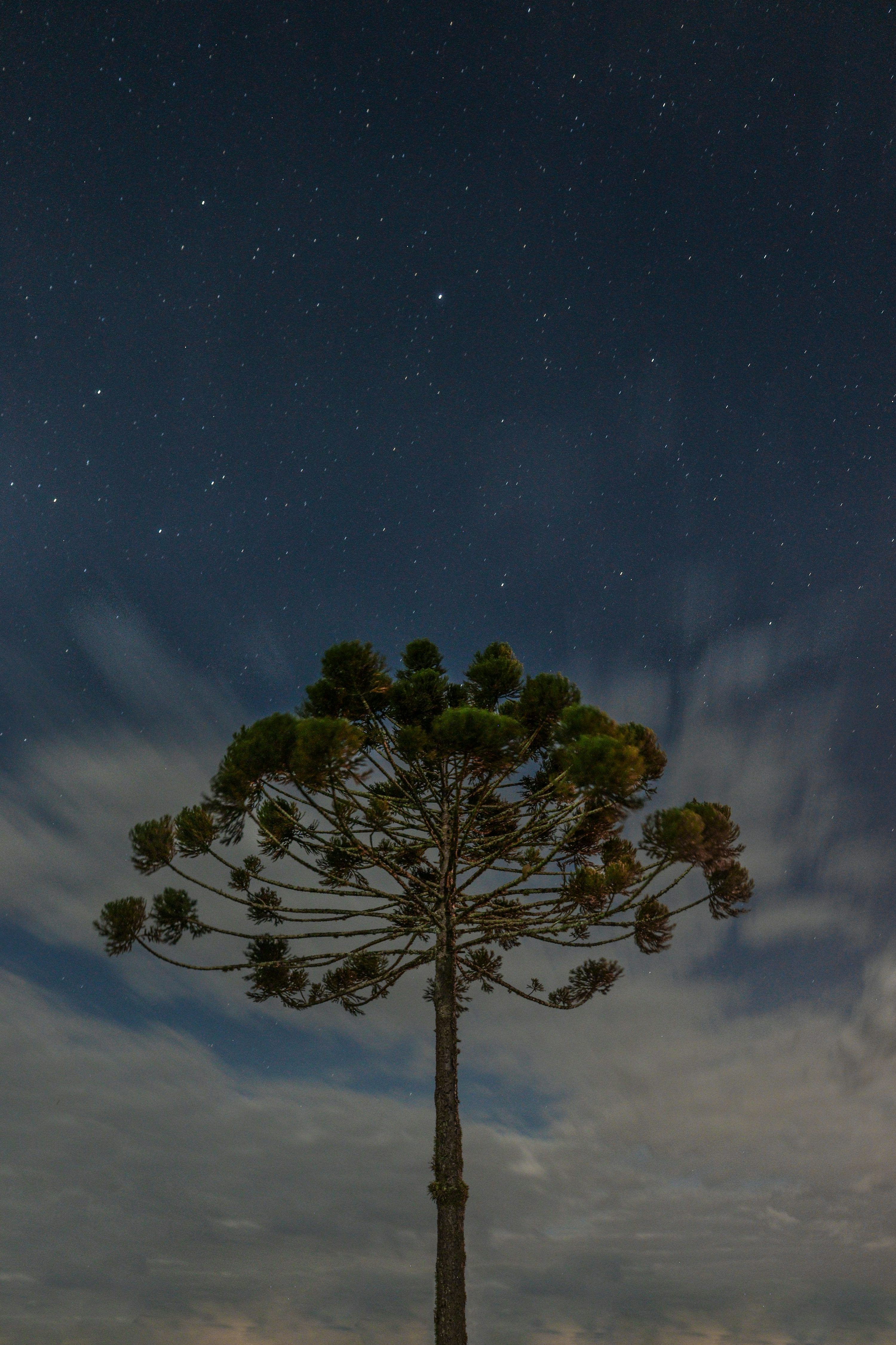 3000x4500 Two Green Leafed Trees Under Gray Sky With Stars
