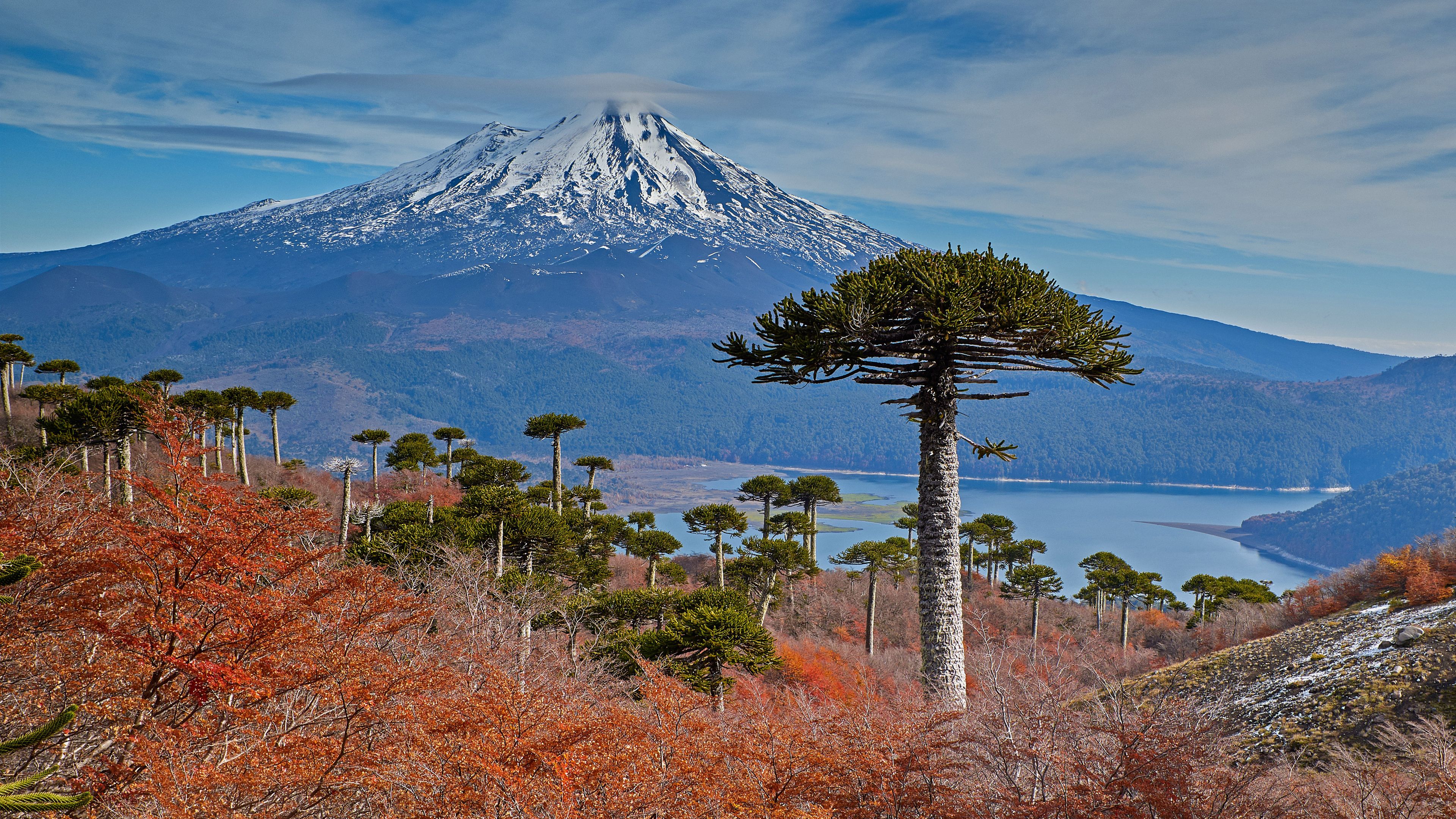 3840x2160 Volcano Llaima with Araucaria trees in the foreground, Conguillío National Park, Chile