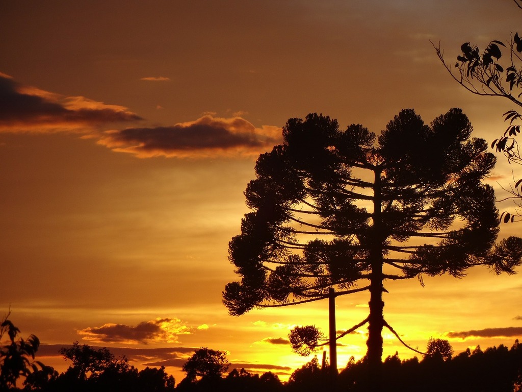 1024x768 Araucaria Image: PICRYL Domain Media Search Engine Public Domain Search