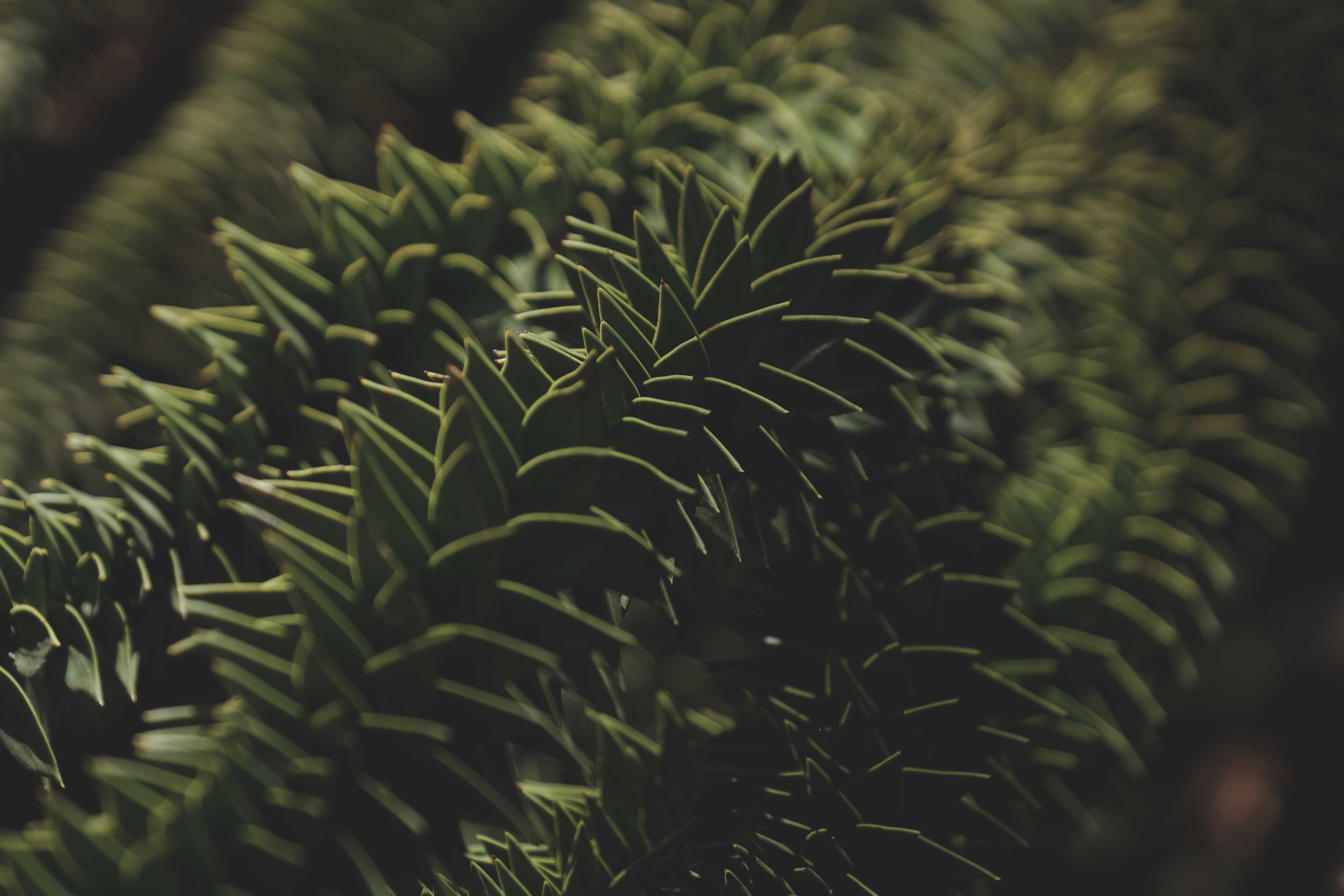 6240x4160 Araucaria Araucana Photo, Download The BEST Free Araucaria Araucana & HD Image
