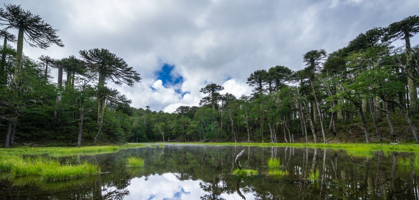 1400x669 Everything you need to know about the Araucaria, the national tree of Chile