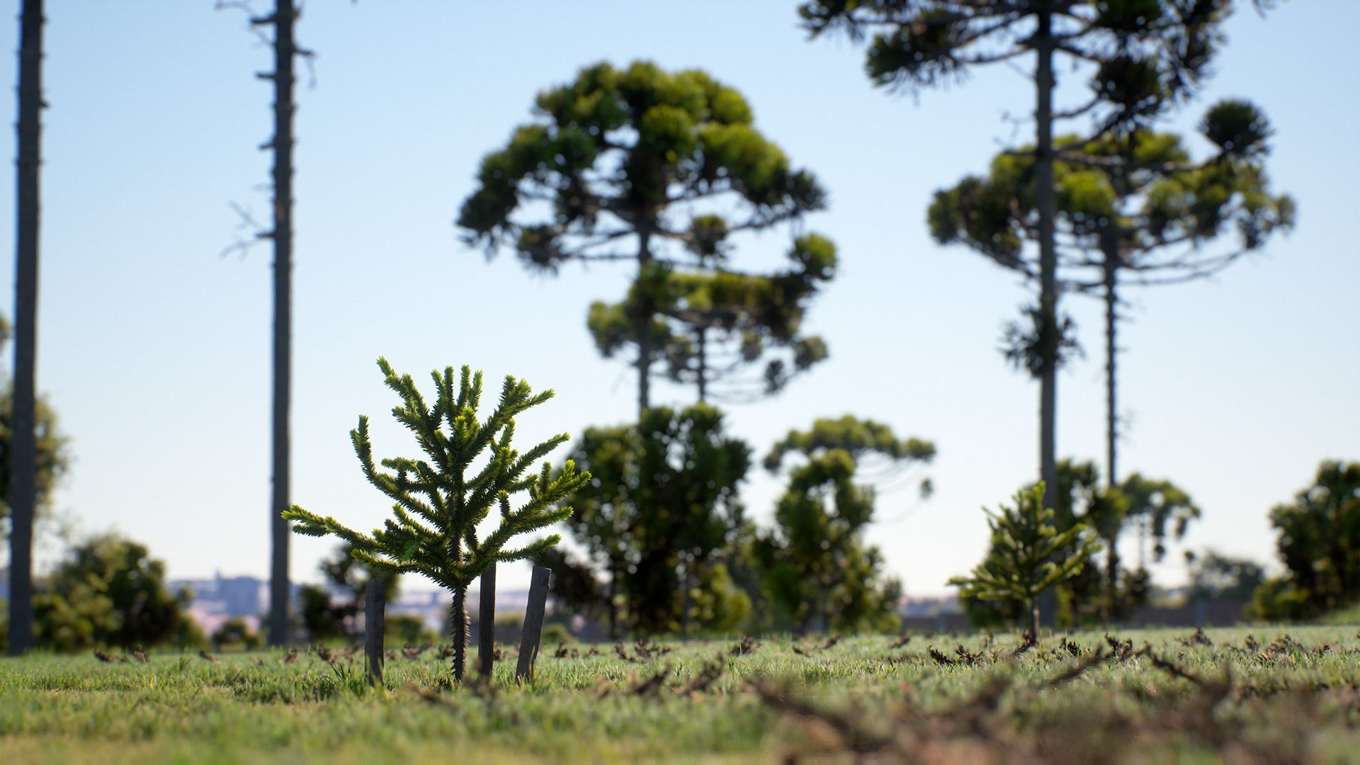 1920x1080 Araucaria angustifolia (18). Image - Behance