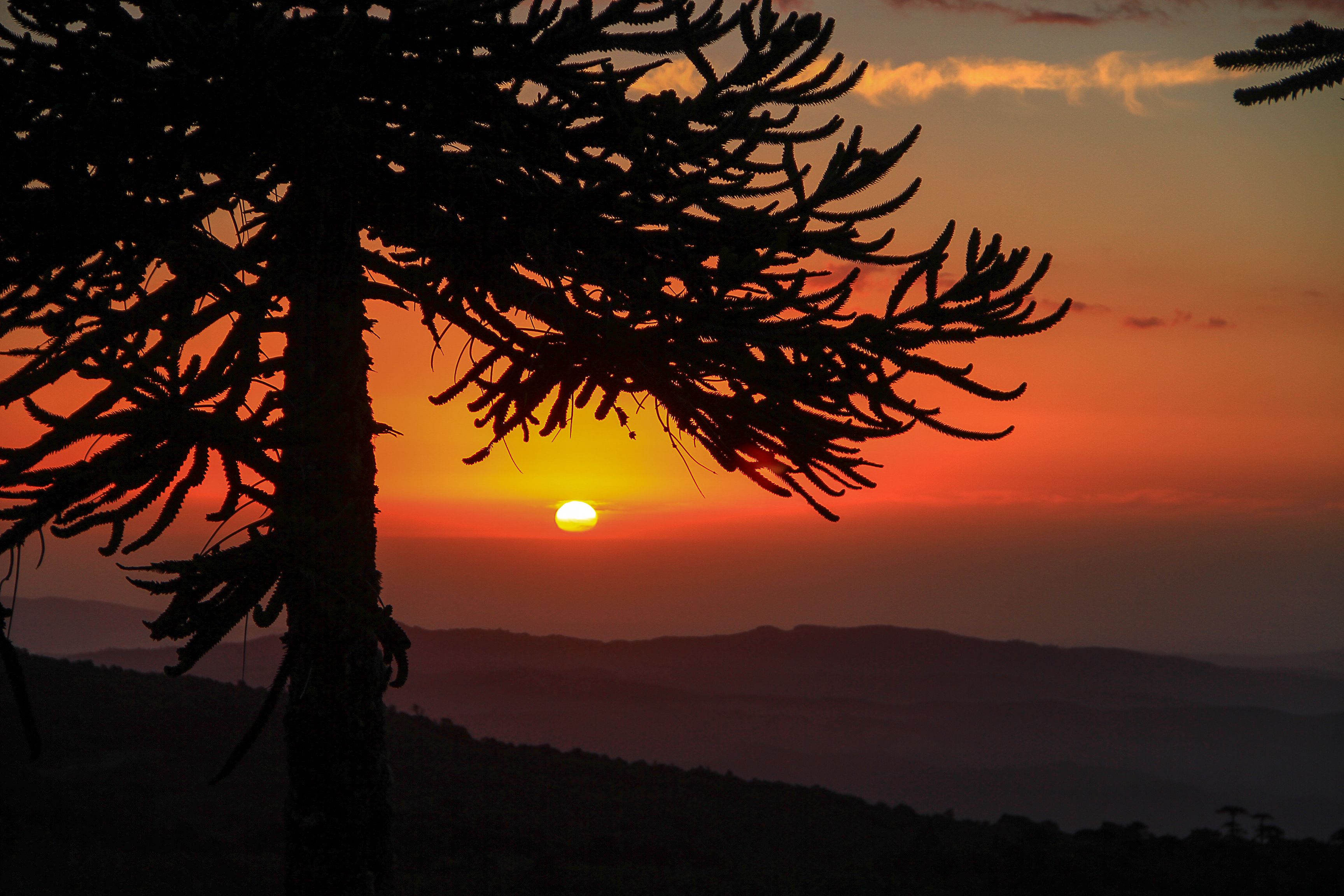3456x2304 Parque Nacional Nahuelbuta, puesta de sol, araucaria