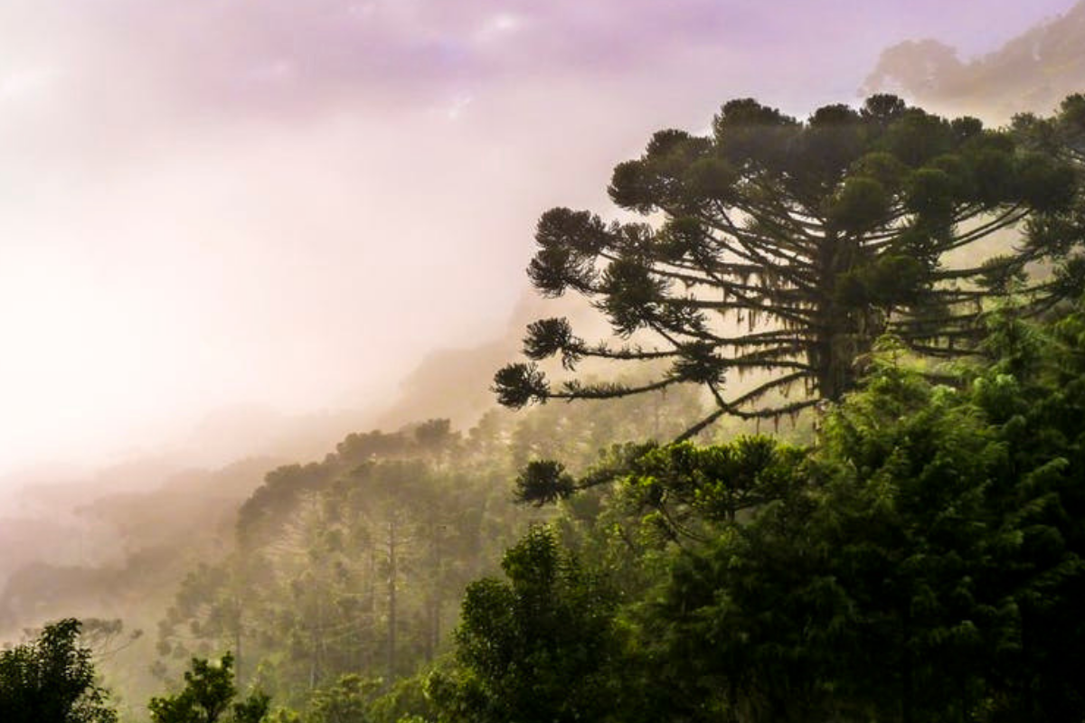 1200x800 Climate Breakdown Is Pushing Brazil's Iconic Araucaria Tree To Extinction, New Research Finds