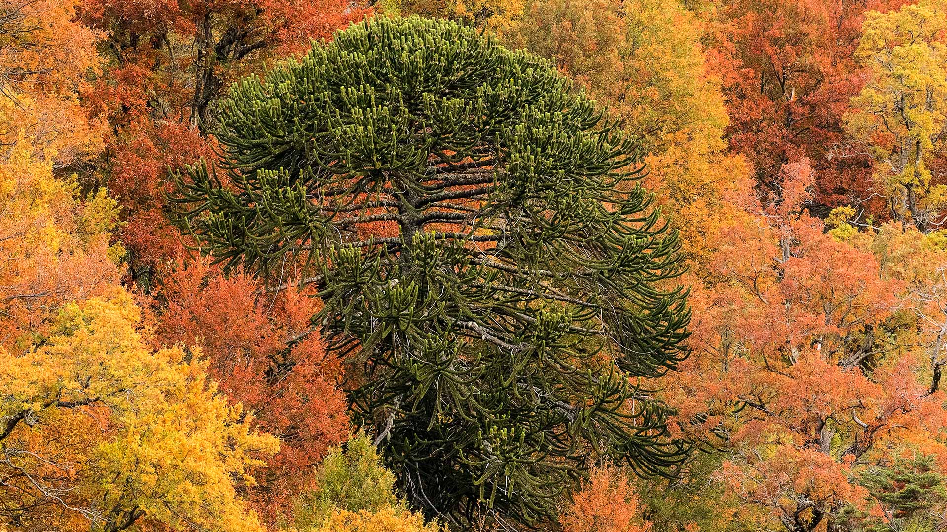 1920x1080 Araucaria forests. Conguillio National Park. Far South Expeditions