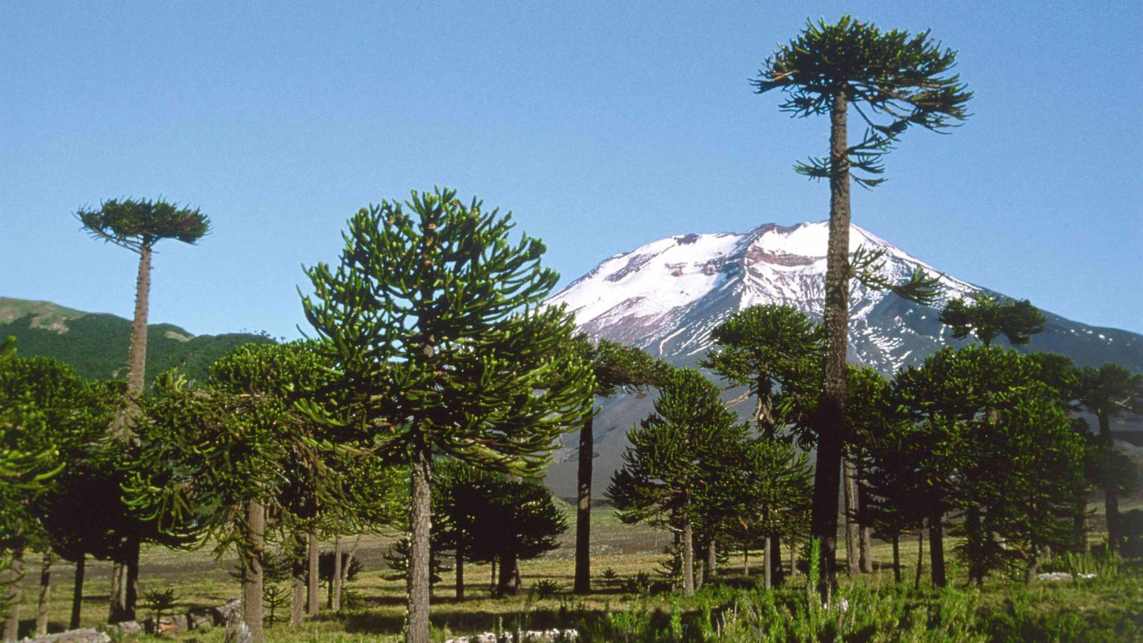 1600x900 Araucaria araucana (Molina) K.Koch. Plants of the World Online