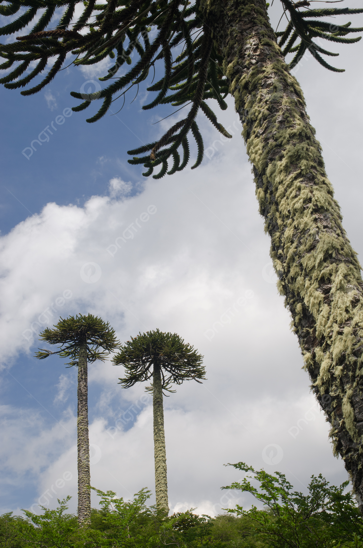 1200x1812 Araucaria Araucana Or Monkey Puzzle Trees At Conguillio National Park Photo Background And Picture For Free Download