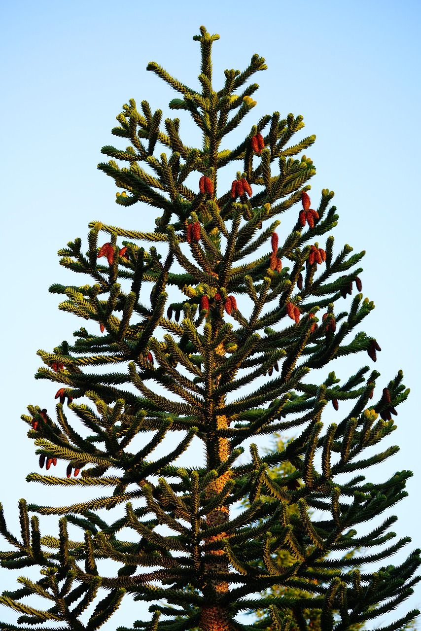 854x1280 Free Araucaria Trees & Araucaria Image
