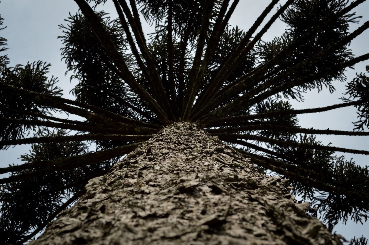 1280x851 Araucaria Pine Big South River