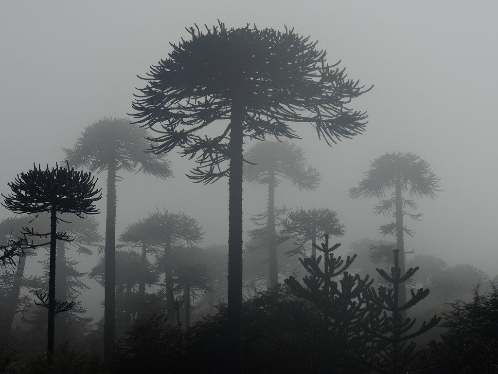 1024x768 Araucarias en Meseta Alul. Casi en el mismo sitio de la fot