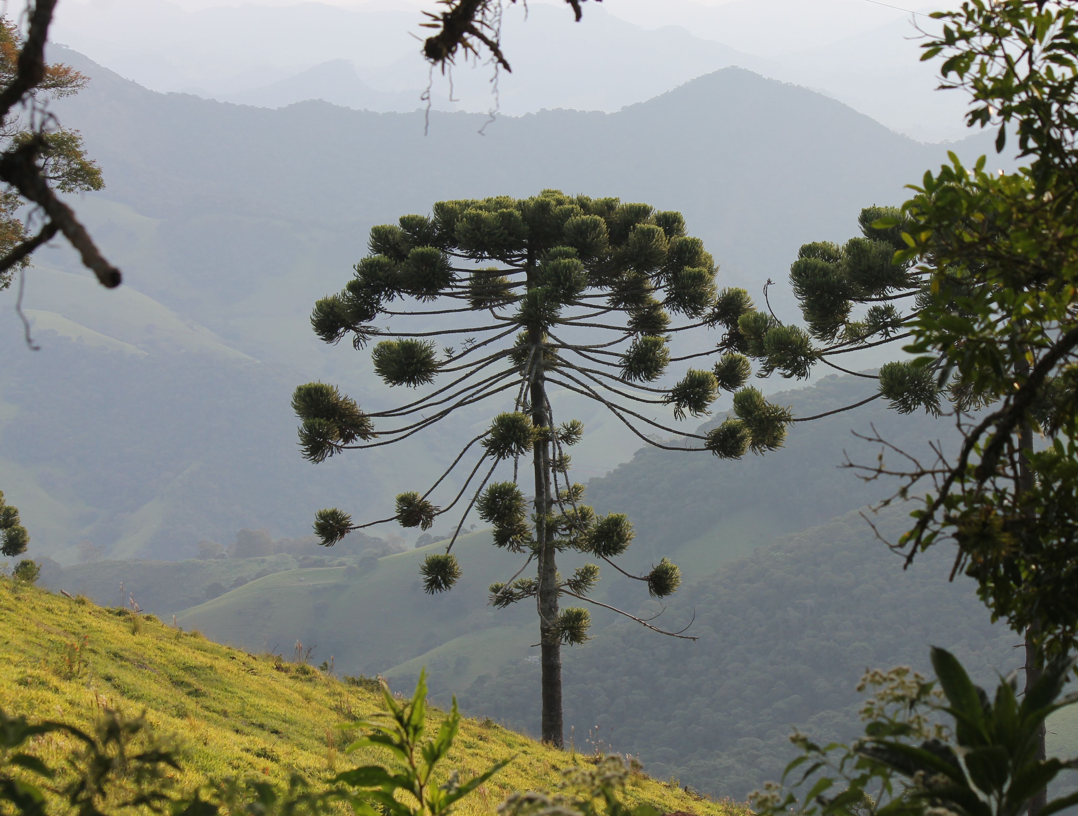 3763x2848 Araucária e as