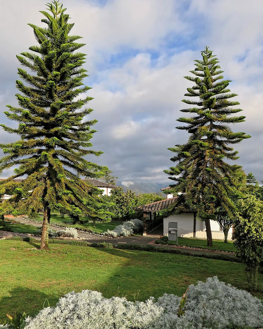 910x1139 HD wallpaper: Ecuador, Araucaria, Coniferous, Trees, landscape, araucaria araucana