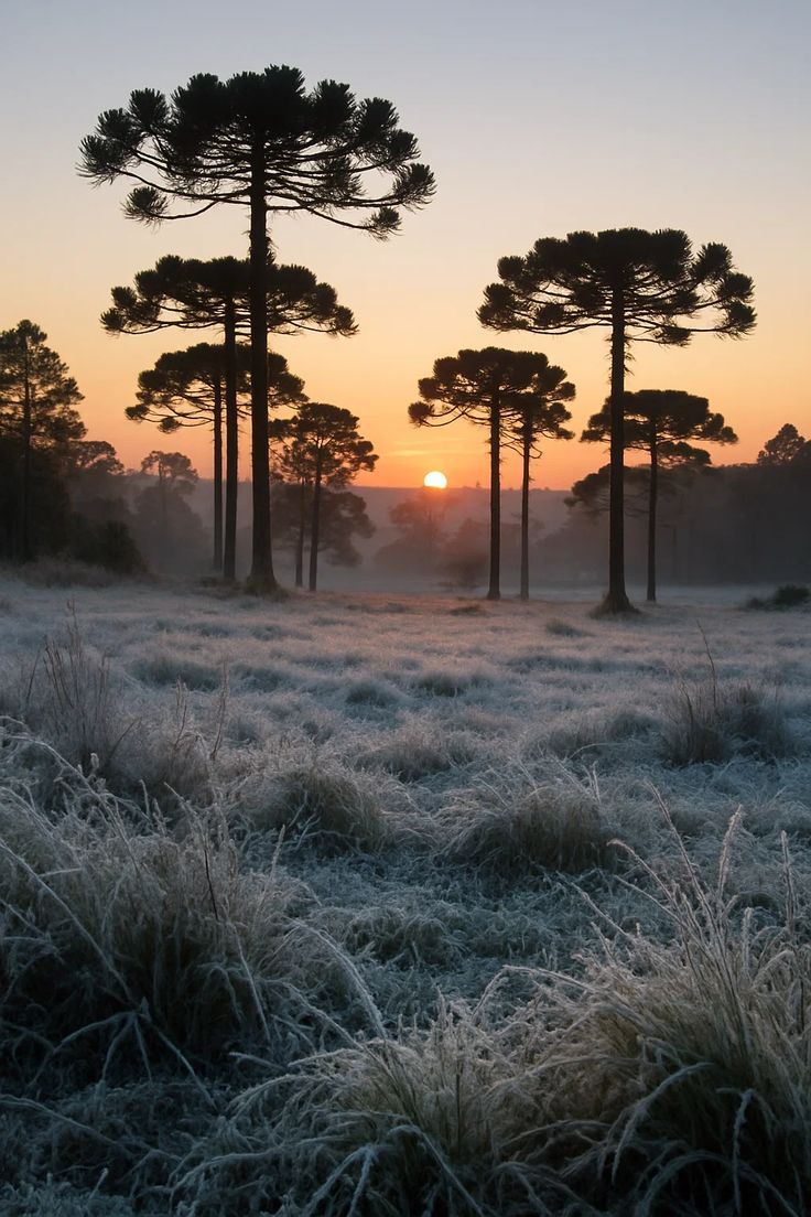 736x1104 view#Landscape #Brazil#wallpaper