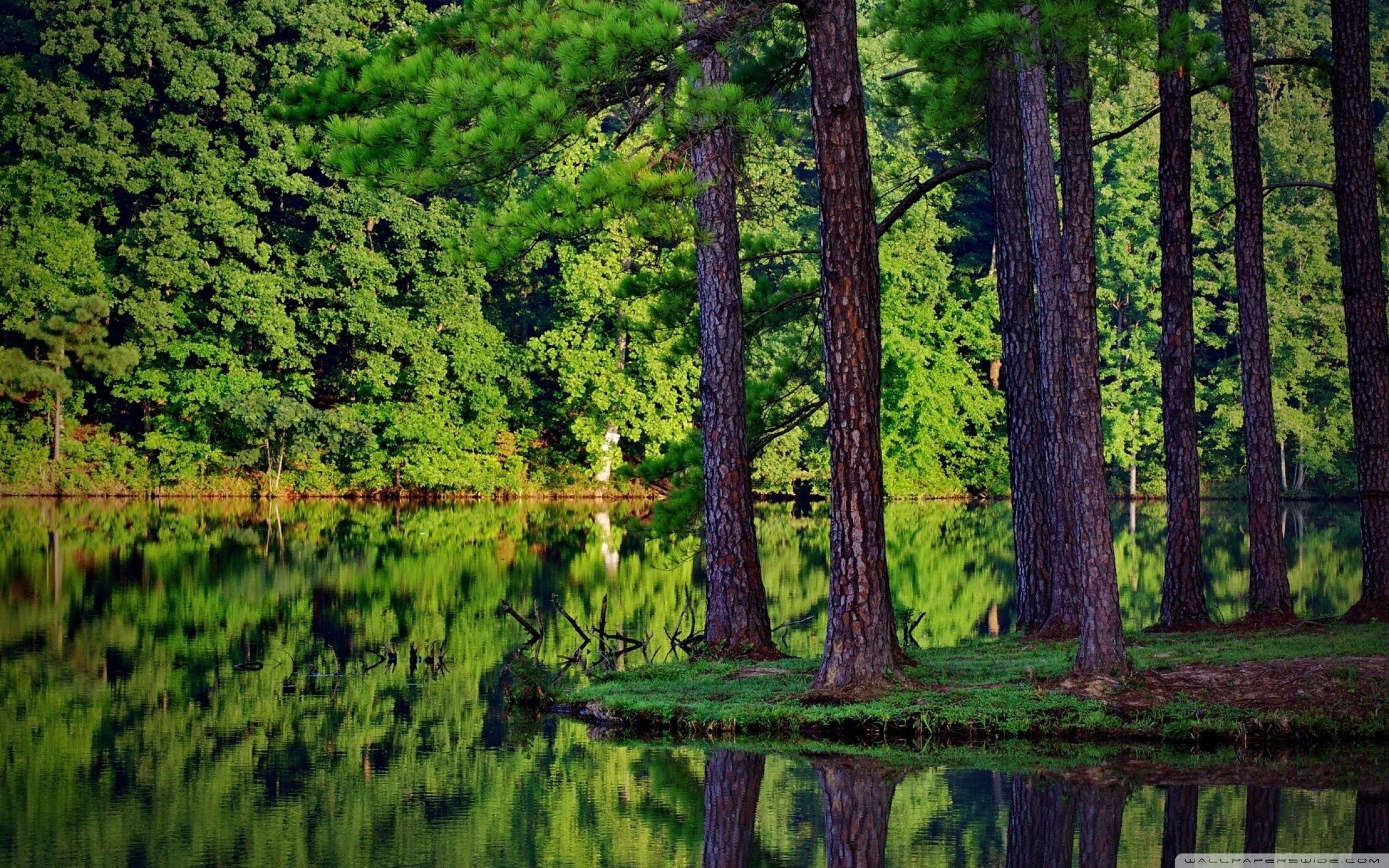 2560x1600 ARAUCARIA 4K UHD Wallpaper for UltraHD Desktop and TV : Widescreen and UltraWide Display : Dual Monitor : Smartphone and Tablet Devices