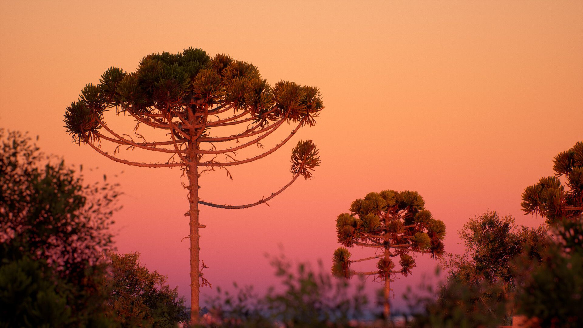 1920x1080 Araucaria angustifolia