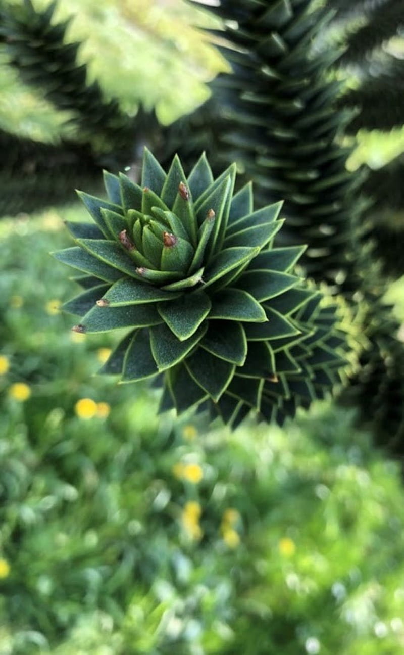 800x1296 Araucaria, chile, monkey tree, HD phone wallpaper