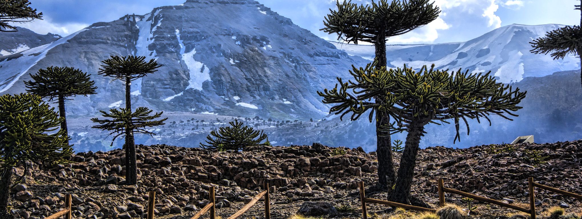 2040x770 Araucariaceae: the ancient giants that are the world's rarest trees