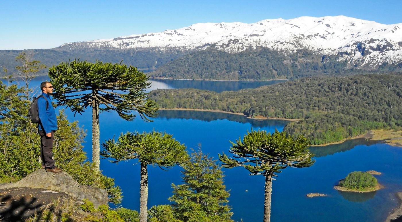 1400x772 Everything you need to know about the Araucaria, the national tree of Chile
