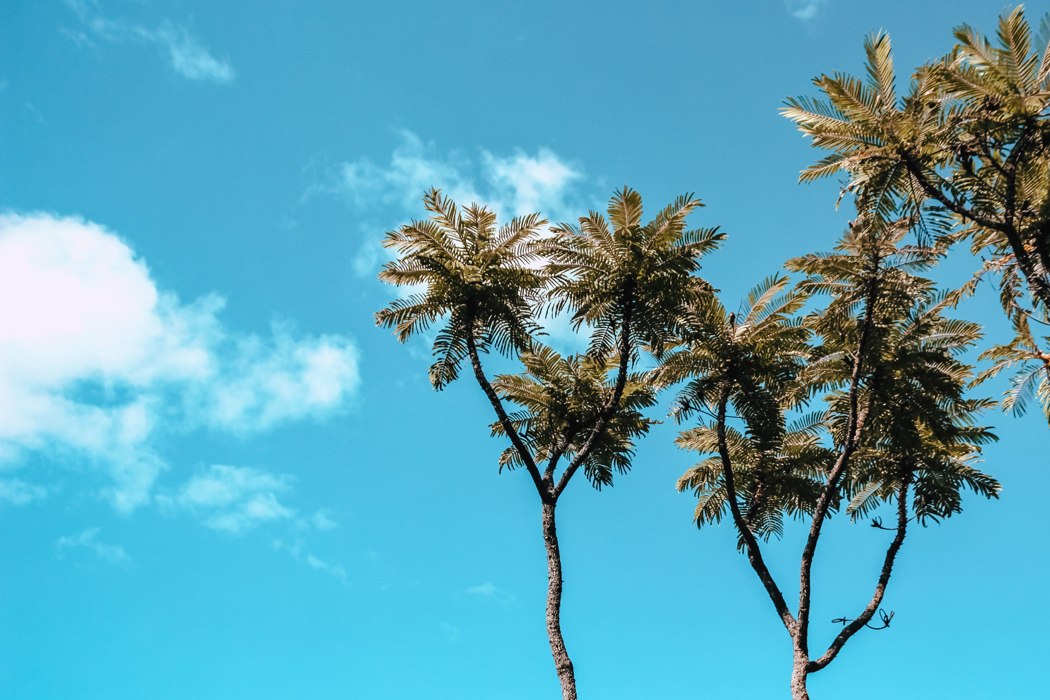 4322x2881 Tall majestic araucaria trees under cloudy blue sky · Free