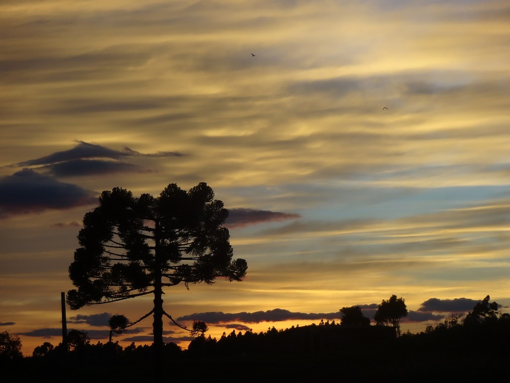 1024x768 Public domain stock image. Sunrise pinheiro araucaria